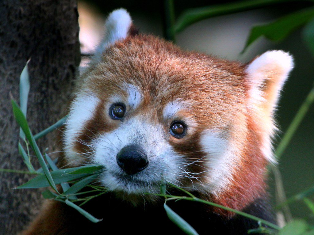 TechCrunch's tweet image. Firefox is now a better iPad browser tcrn.ch/2FkEYH8 by @fredericl