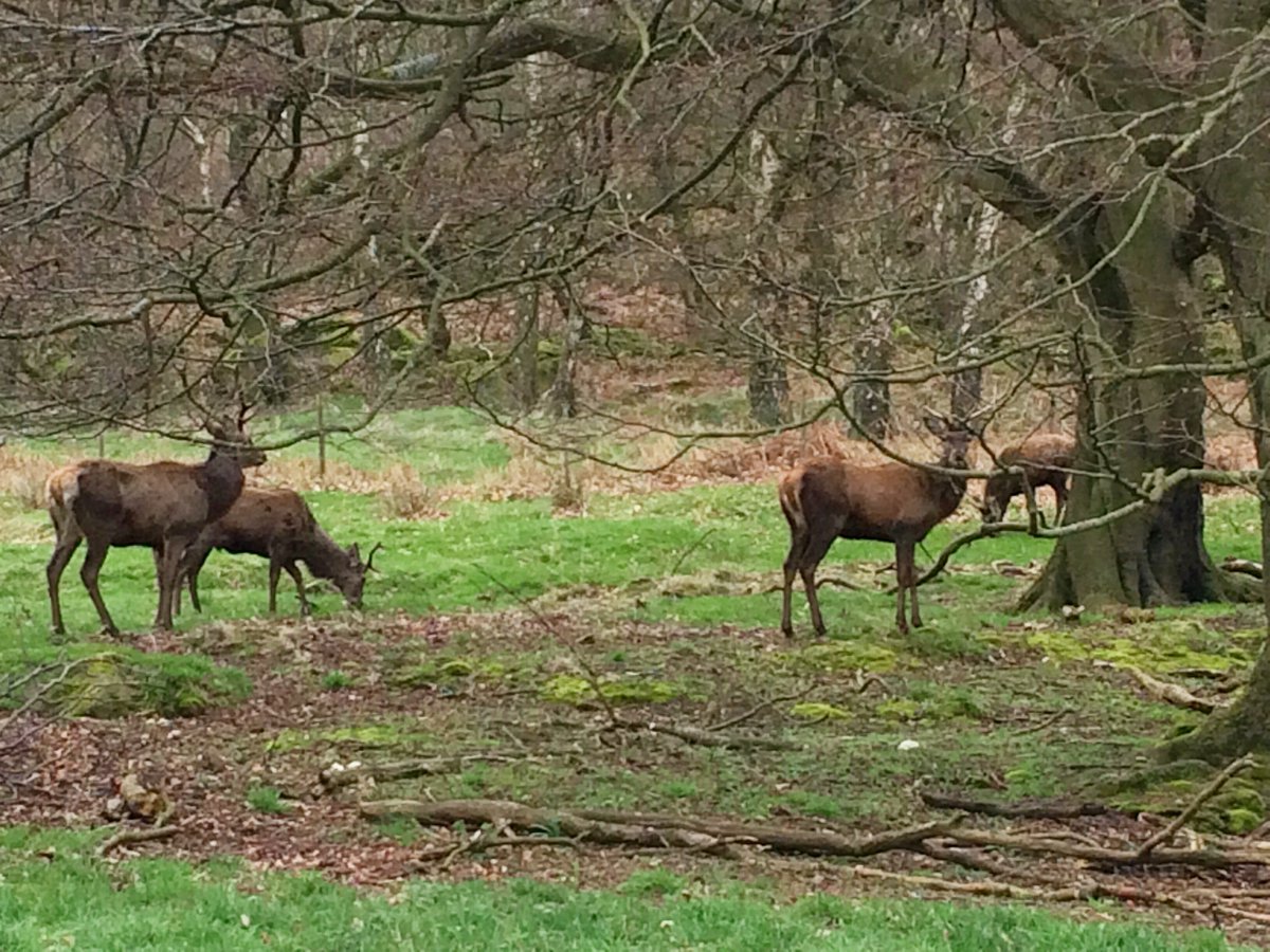 sarahcook_art's tweet image. Red deer camouflaged amongst the trees with their antlers like branches &amp;amp; twigs. Most mornings we see some in the woods near Brunt’s Barn #PeakDistrict &amp;amp; they don’t seem bothered by our dogs or us. What do trees mean to you &amp;amp; the #wildlife where you live? #themeaningoftrees