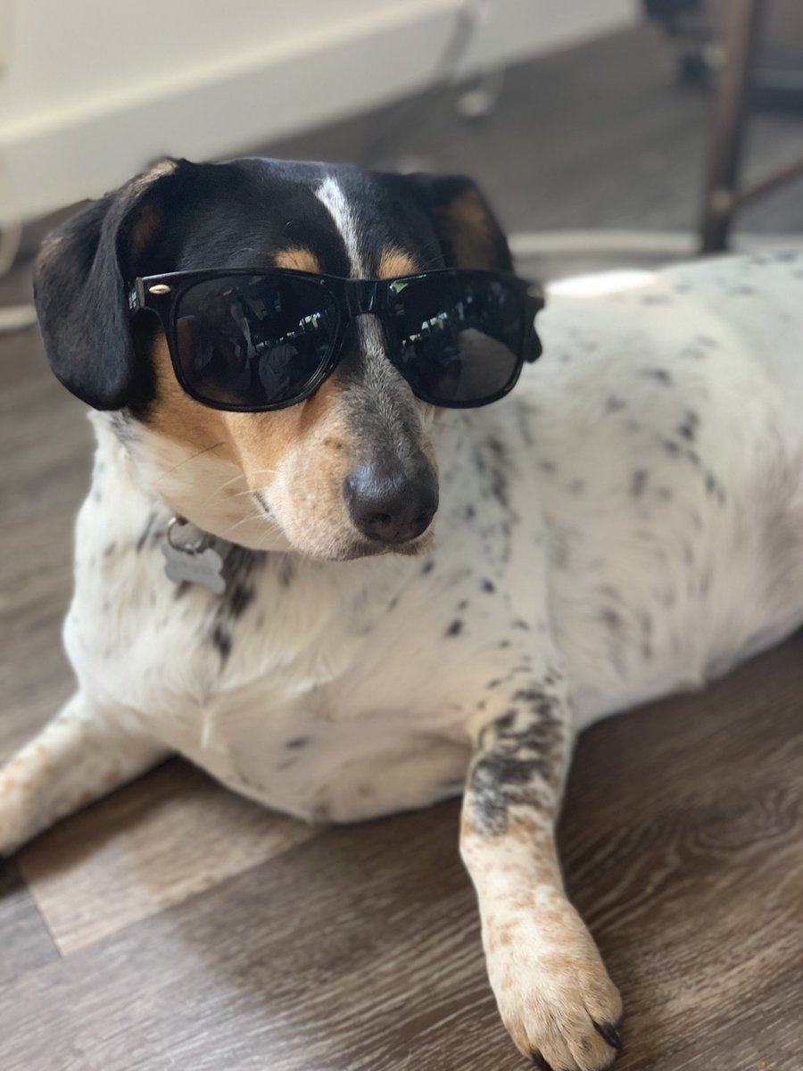 lauratexasendio's tweet photo. Happy Friday from @TreblePR’s Chief Bark Officer Lucy! #austinPR #dogsoftwitter #doglovers https://t.co/oYXI0wDA1M