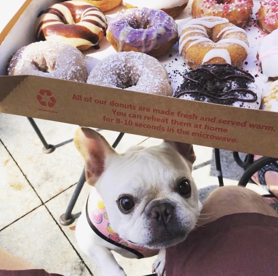 DuckDonuts's tweet photo. Itโs Friday, so hereโs a picture of a puppy and #donuts ๐ถ๐ฉ#NationalPuppyDay #TheseAreAFewOfOurFavoriteThings ๐ท: @zoeythefrenchbully on Instagram https://t.co/4EeBWT9rXm