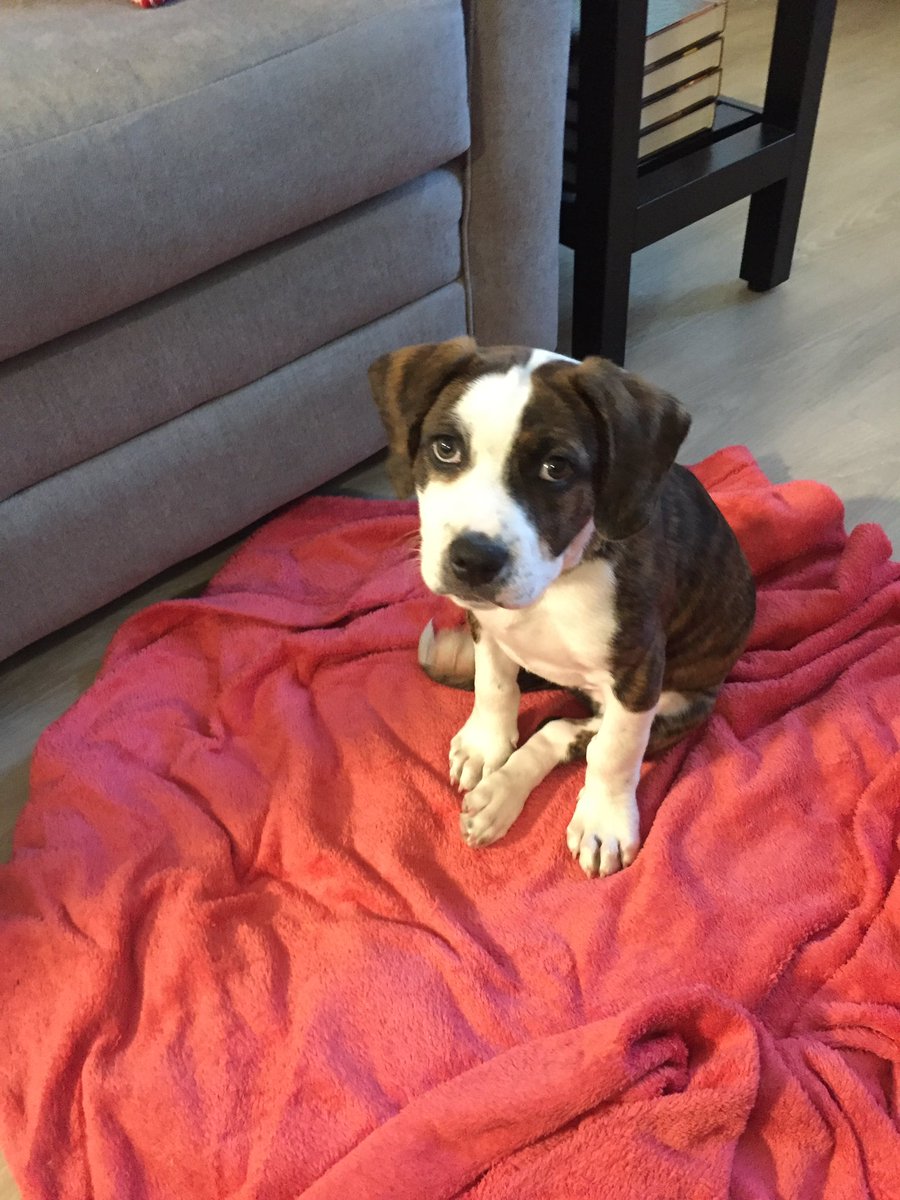 bentomchik's tweet photo. Happy #NationalPuppyDay to this guy! Daddy loves you puppins. #Truman #Dogpresident #beagleboxer https://t.co/ee8khl7J3h