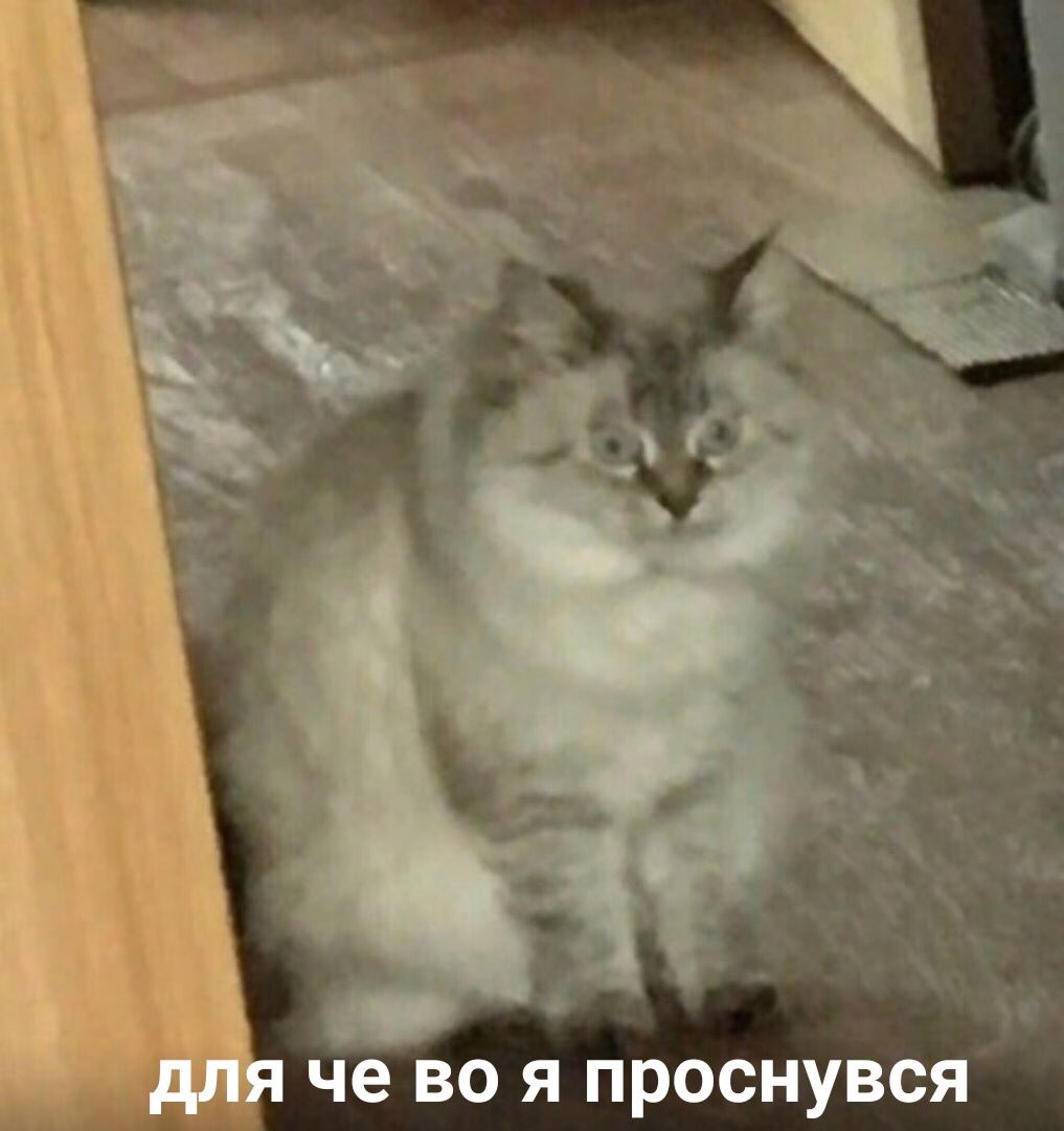 bizzlearix's tweet image. тупа я в 7 утра в субботу: