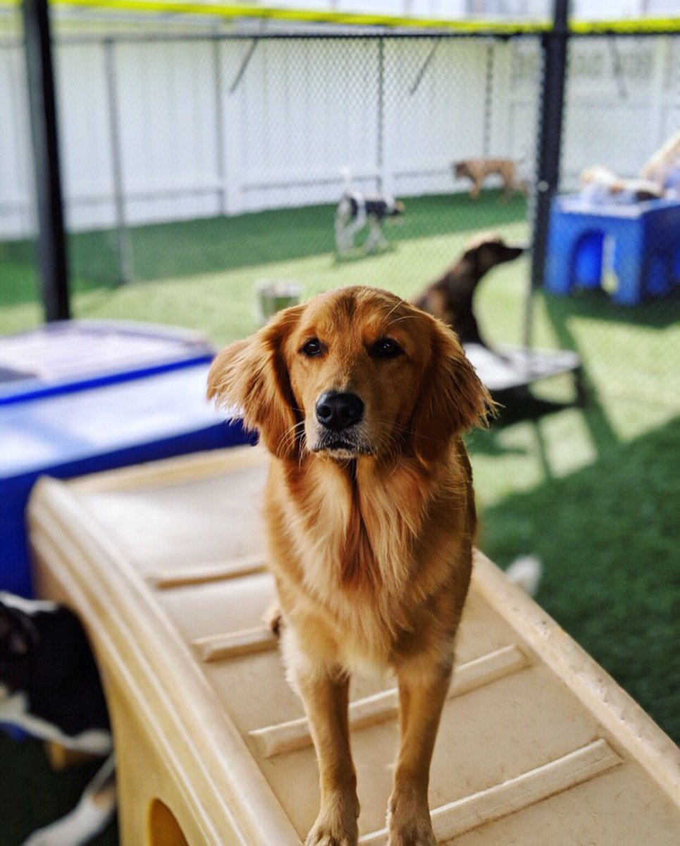 PawCommons's tweet image. This is Tillie, she can be found splashing in our pool or staring longingly at anything shiny... this includes our camera 🤣
.
.
. What gets your pup’s attention like nothing else?
.
.
.
.
#sandiego #hillcrest #california #cali #kissmypaws #pawcommons #golden #goldenretriever