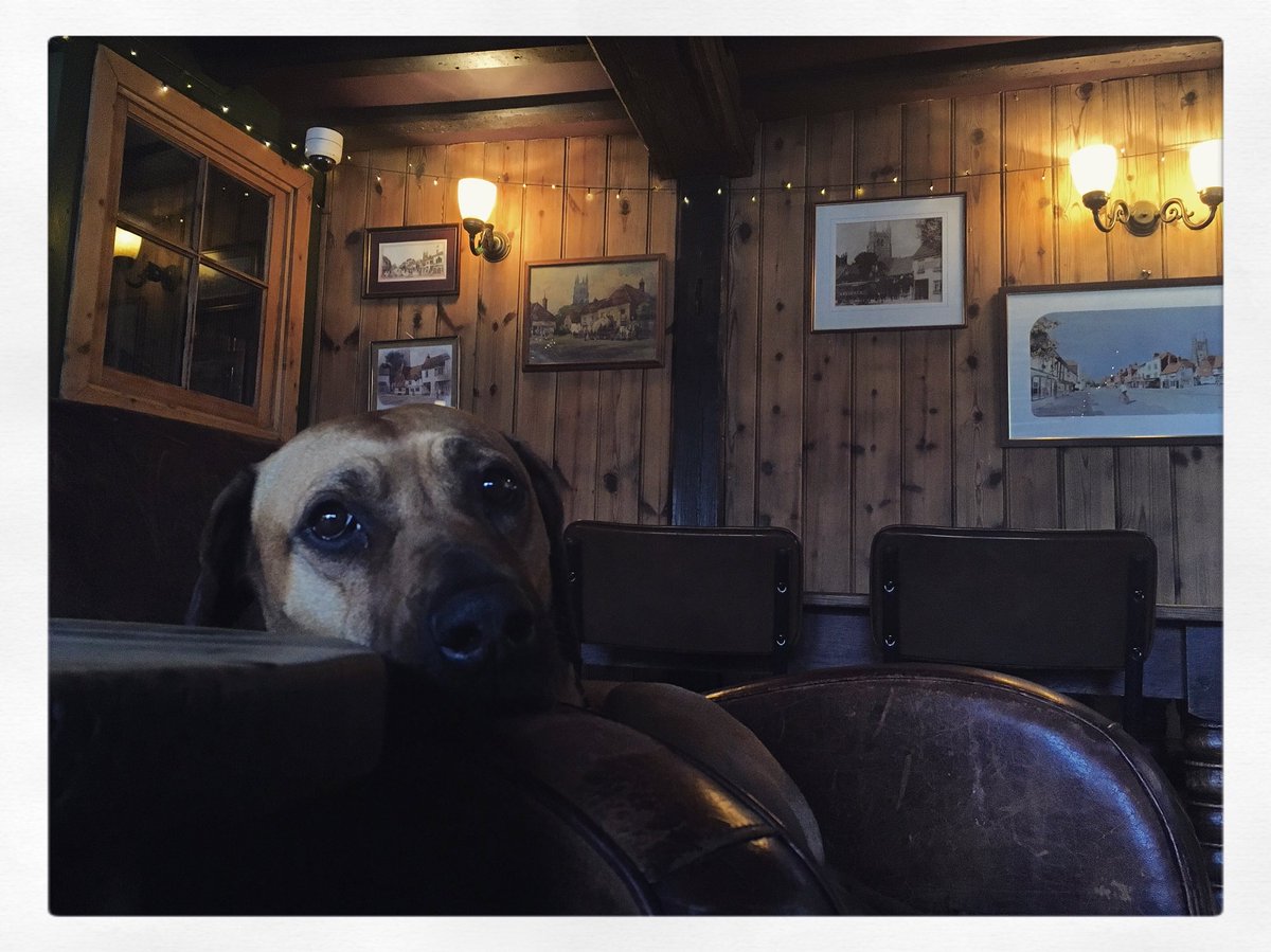 TheWoolpackTN30's tweet photo. #RivaTheDiva is back. #WeAreDogFriendly https://t.co/ABxgwgu6Wa