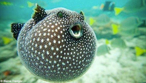OurOcean's tweet photo. ✨It's #FishyFriday! 🐠 Pufferfish are some incredible little creatures, aren’t they? https://t.co/vwvRoITZuc