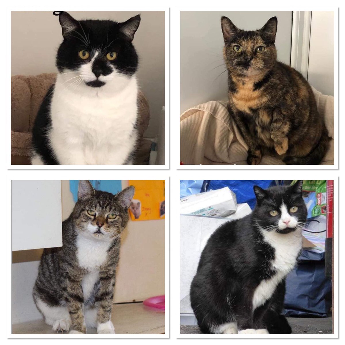 shelternews's tweet photo. We have several cats who have been at the shelter for quite a while. They are all friendly but on their own terms. They need quiet, peaceful homes where they will be left to be themselves. The shelter is open all weekend if you’d like to pop in for a chat about them 🏡😸 https://t.co/oq9VkC3BrY