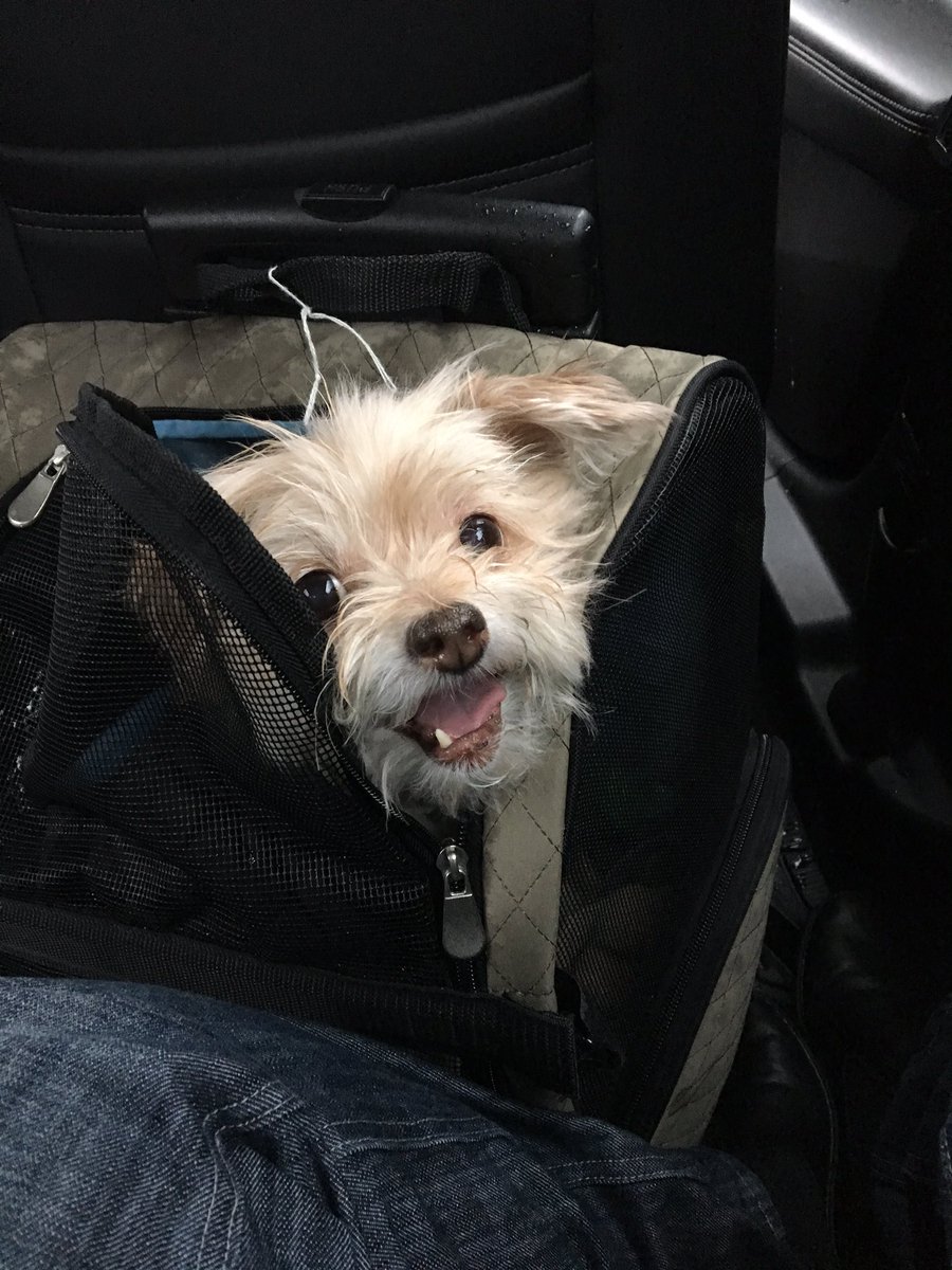Jen_Riven's tweet photo. Happy #NationalPuppyDay !!! With love to all the #Earpers - from our Pups Buddy and Jazzie - Just two Aussie dogs doing NYC ๐ ๐ถ #EarperDog @therealzeds https://t.co/YJqX2X7ZIi