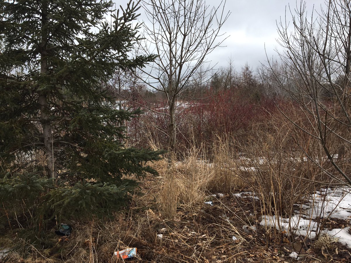 tonyfera1's tweet photo. YRP have a search underway for 24 yo Simi Abrams.  One of the locations they are searching is this wooded area near Bathurst &amp; Teston. Anyone with info call Crime Stoppers 1-800-222-tips or leave an anonymous tip at https://t.co/kFtiZB9e9j.  @CityNews https://t.co/T7L3zbgLIJ