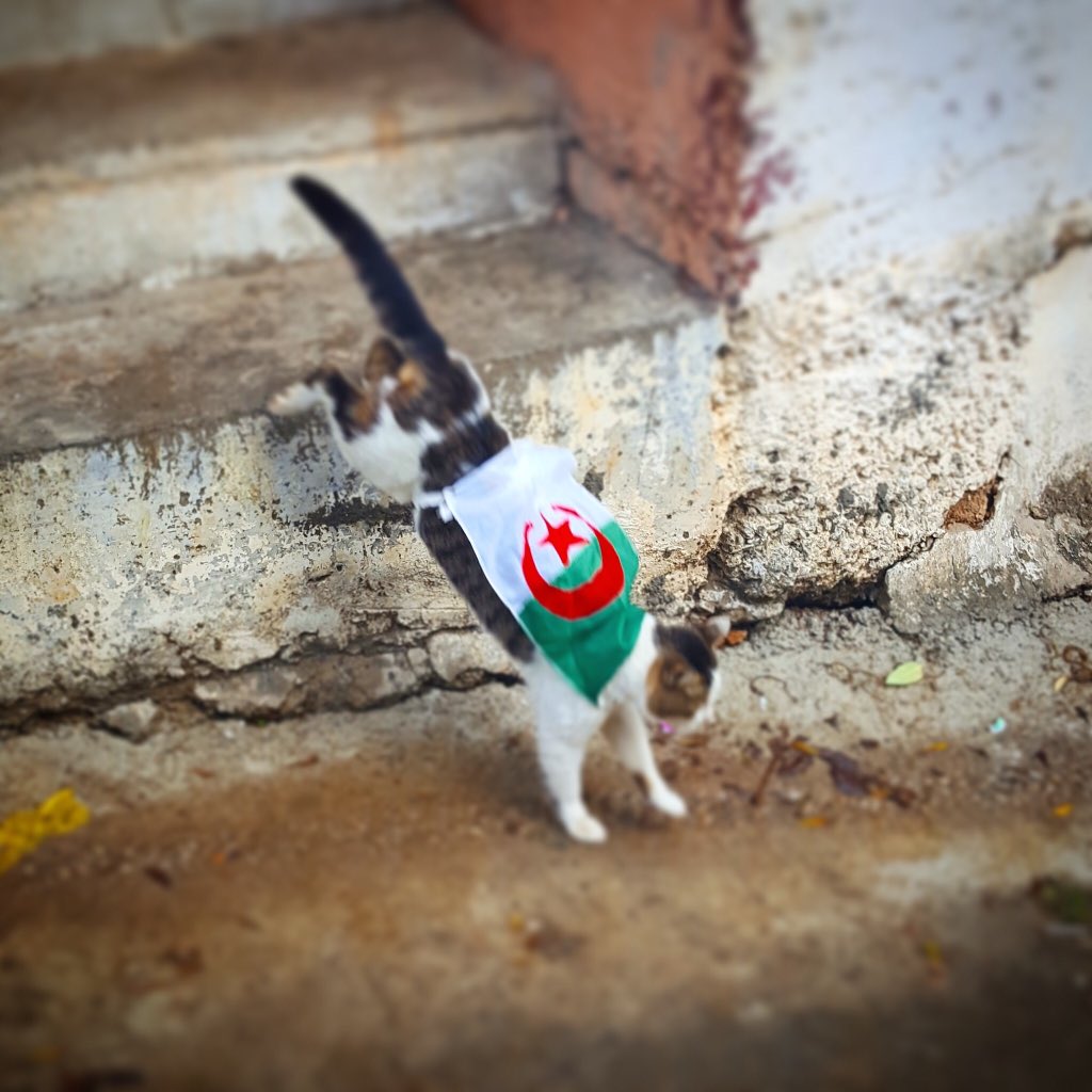 aghiles_g's tweet photo. #Alger manifestations toujours joyeuse #révolution_Blanche #revolution_Joyeuse #non_au_5eme_mandat #non_au_prolongement #AhmedLahri #Algerie_manifestation # https://t.co/FInpj4rUoi