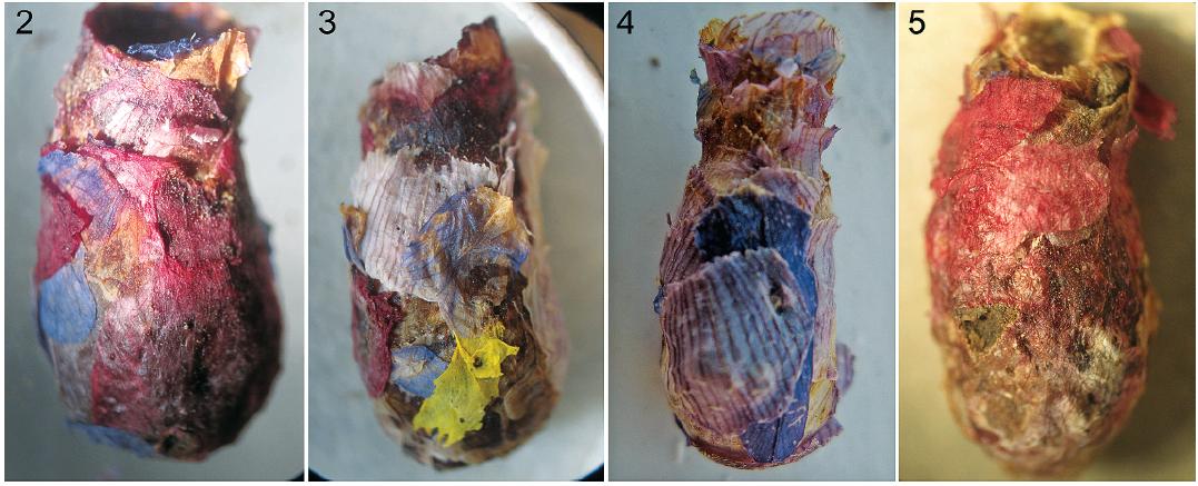 jpgillung's tweet photo. I just learned there are a couple species of mason bees that build their nests using flower petals, and it's cuteness overload. Osmia avosetta and O. tergestensis are now my favorite bees. Check out Rozen et al. 2010 for more fabulous pictures! https://t.co/mA7kBkKJWo