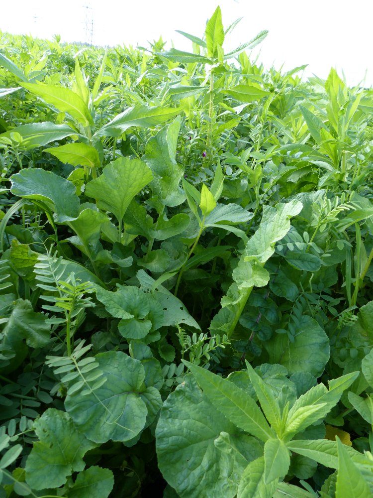 DSVUKTerraLife's tweet photo. DSV’s TerraLife BetaSola – Nematodes reducing 

🐛Multi-species
🐛Reduced BCN, Stubby Root and Moving Root 
🐛Different growth periods of radish = longer window of nematodes reduction
🐛Preserves nutrients 

More information at https://t.co/1ddeI436TP https://t.co/sEHUVeYe1G