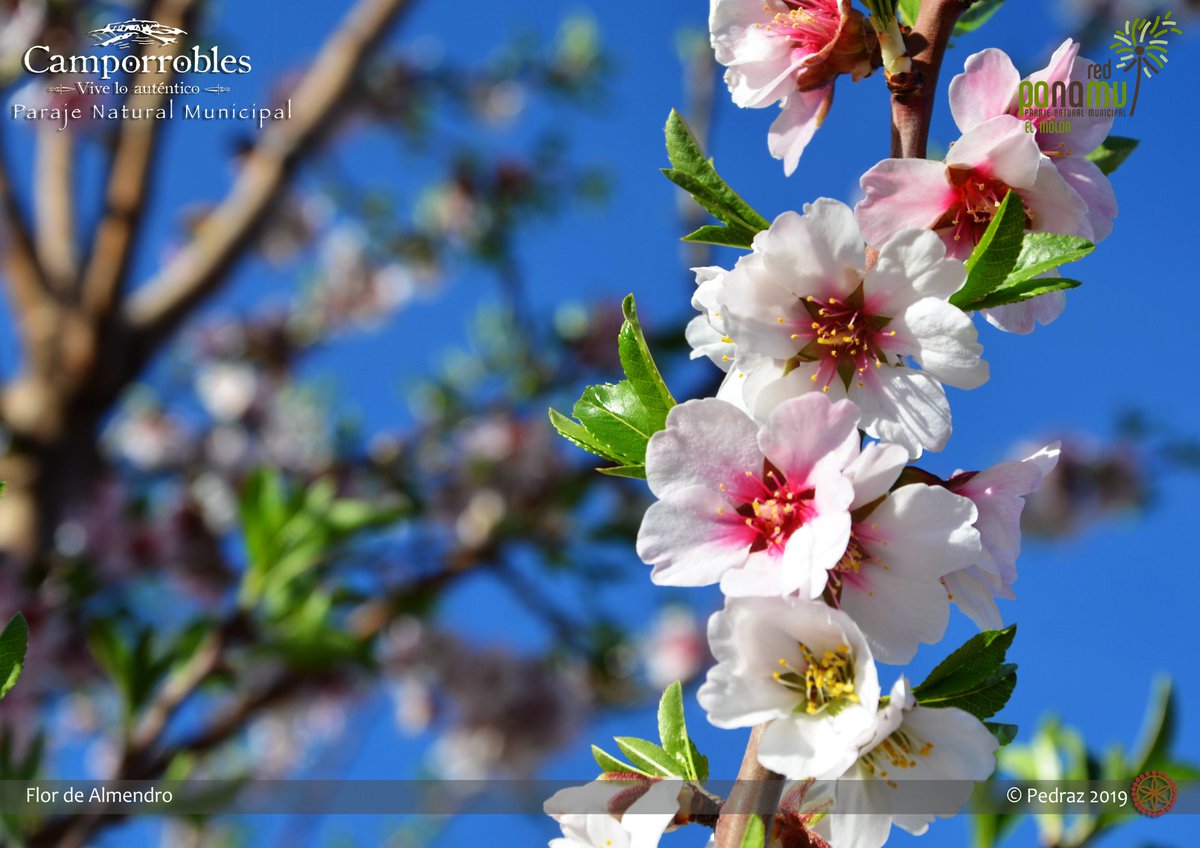 ACamporrobles's tweet photo. Damos la bienvenida a la #primavera 🌺
#Camporrobles en flor, una estupenda época para visitar el Paraje Natural de El Molón ⛰️
Más información en: https://t.co/cmKV3aTTpd
#TurismoCamporrobles @TCamporrobles @GVAturisme https://t.co/oCWHI0JXHl
