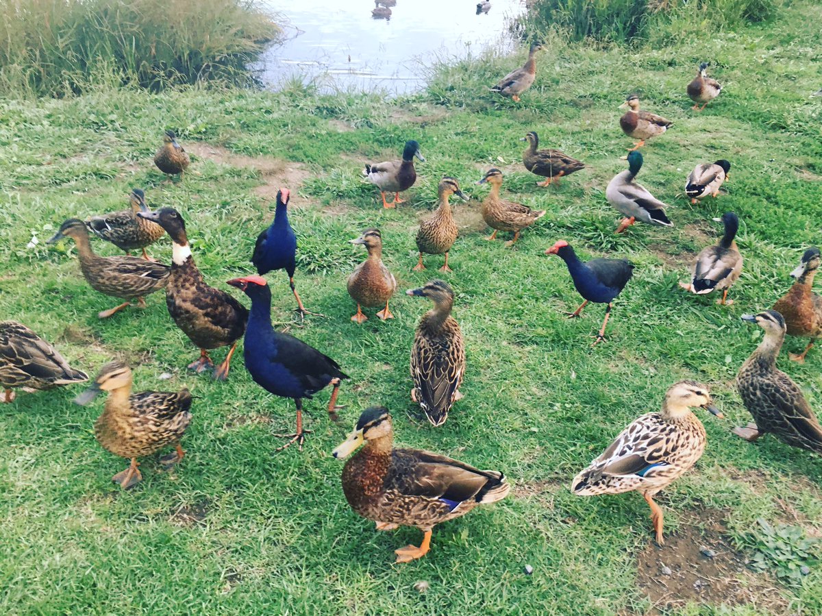 TaraSutphen's tweet image. Ducks and Pukeko purple-blue swamphens #newzealand #pukeko #socute #happyfullmoon #tarasutphen #ihypnotherapy #newapp @TaraSutphen