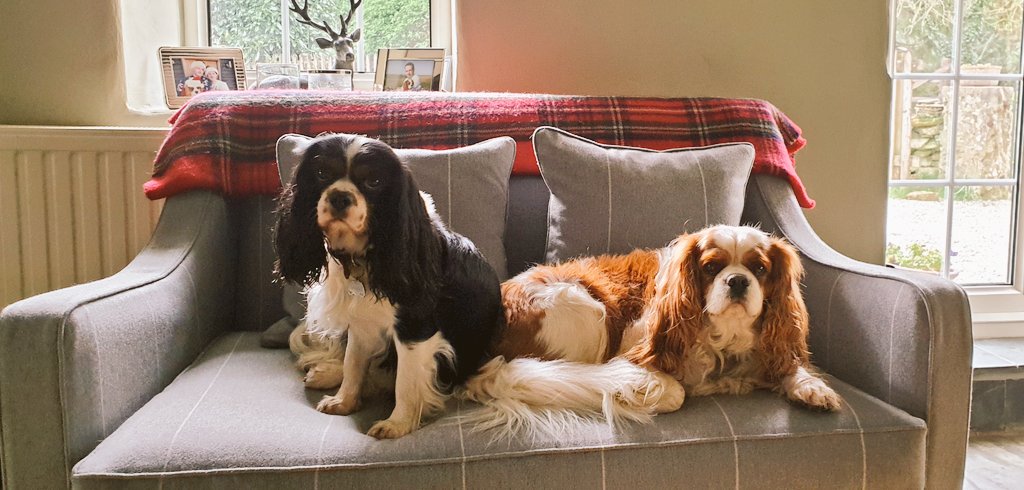 #HappyFriday everyone the The Teacake and Duchy! #dogsoftwitter #dogs #doglovers #cavalierkingcharlesspaniel #cavpack