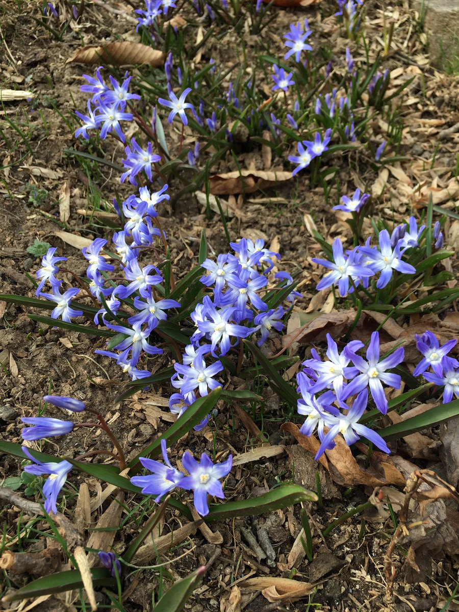WinterthurBloom's tweet image. The blue is starting on the March Bank - Scilla and Chionodoxa.