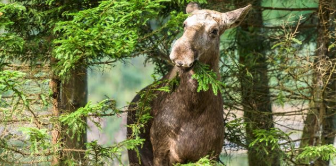 Skogsbolagen avstår skyddsjakt på älg - ”skadan redan skedd”: bit.ly/2HJkiLM #älg #jakt