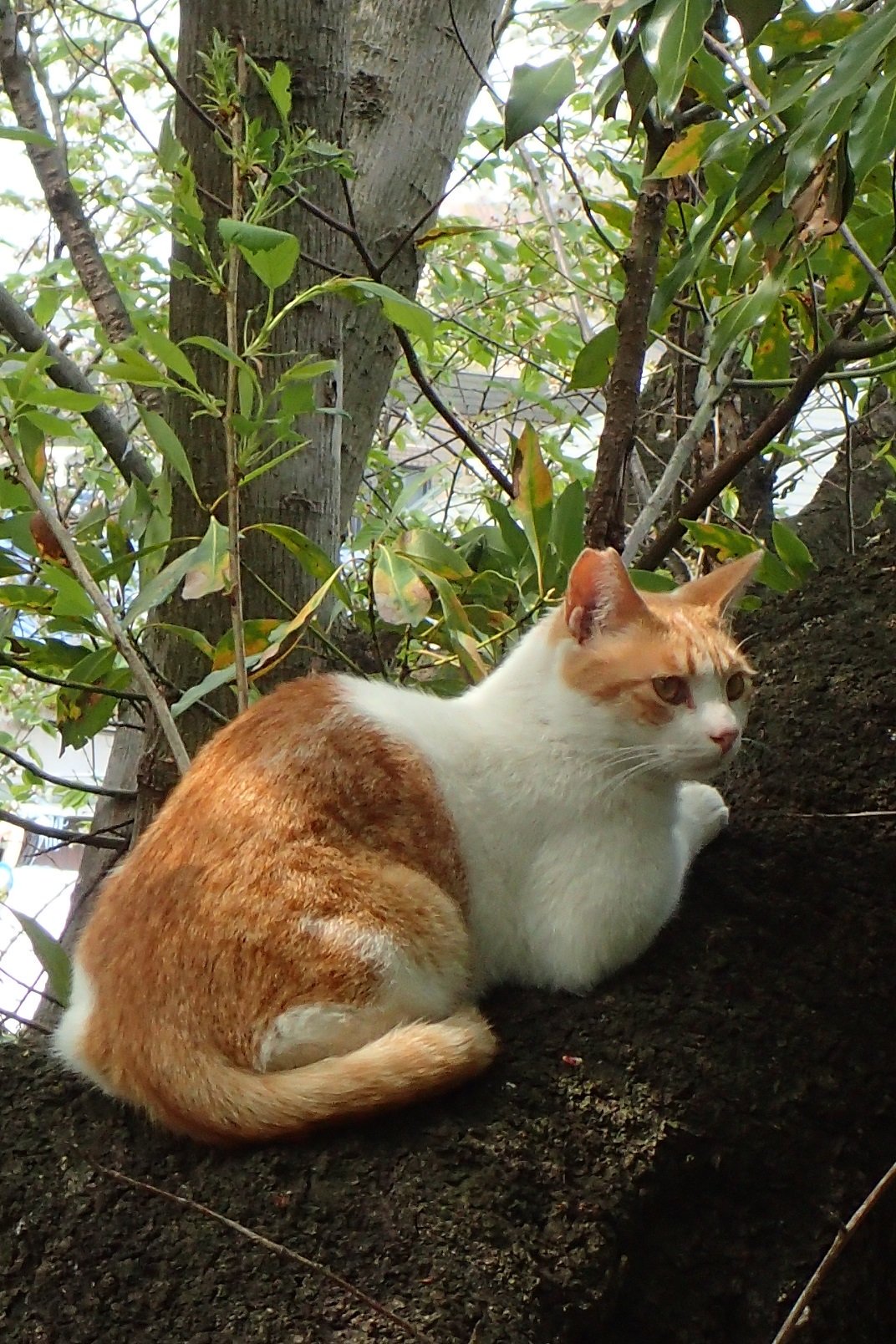 Hashinoco 野良猫なんて種類は存在しません 飼い主さんが飼育放棄しなければ 野良猫も生まれません 我が家の姫君も 保健所から譲り受けた段階で 大事な家族の一員です 外で暮らしている全ての猫たちが 救われますように 幸せに暮らせますように