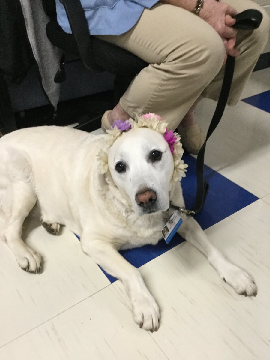 MeadowGlens's tweet photo. Barkfast this morning! What an amazing way to culminate our Paws for A Cause week-- families, dogs, the school band, books, and donuts. @Naperville203  #empower203 https://t.co/FB0EvYcyg4