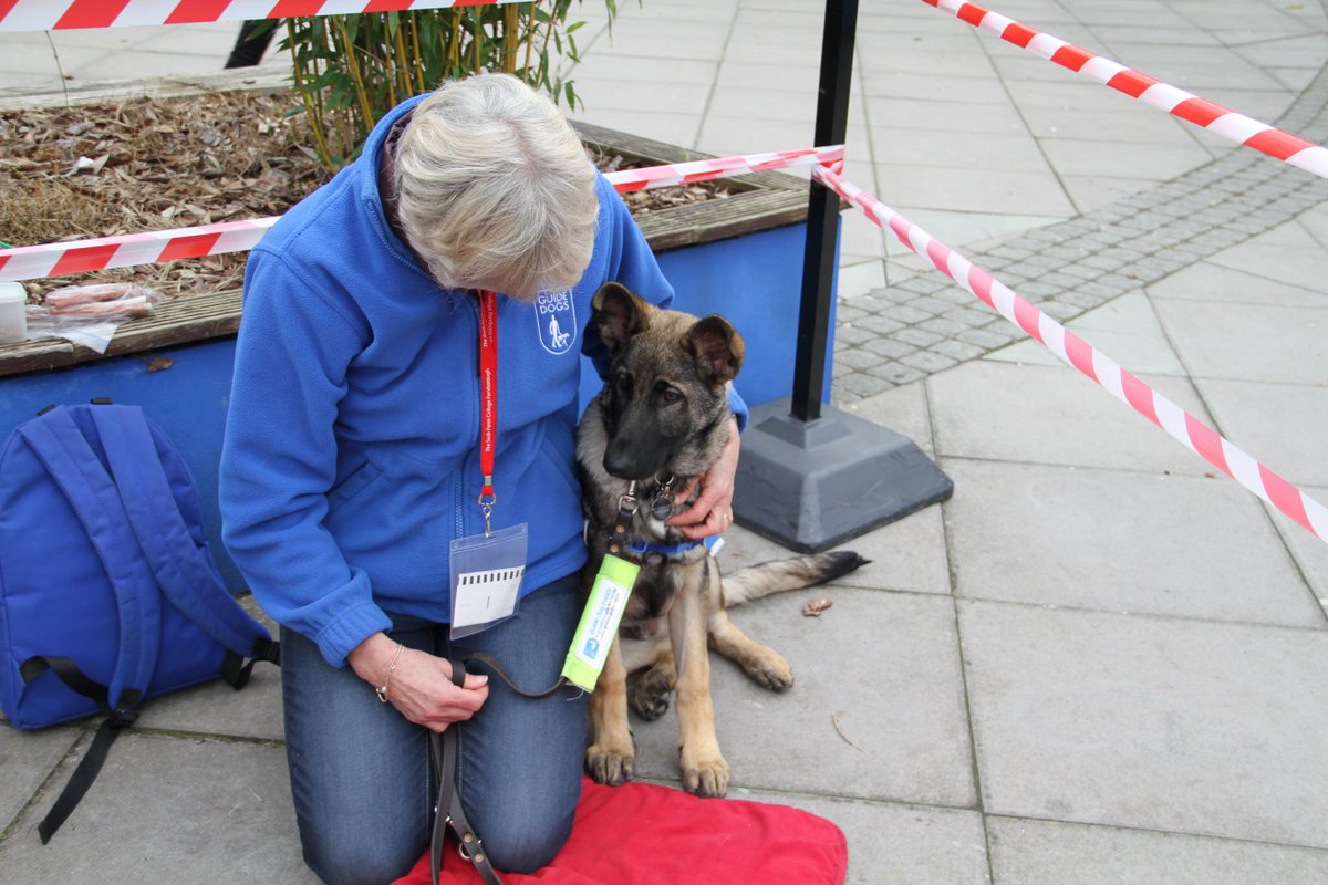Farnborough6th's tweet photo. Thank you to all the lovely guides dogs and @guidedogs staff who came in today raising money for RAG week!🐶 @farnboroughsa https://t.co/LDkiuwskNa