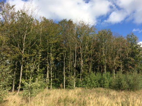 science_ku's tweet photo. Endnu et varmt sommerhalvår som det vi havde sidste sommer kan tage livet af en stor del af de danske træer - især bytræer der har et lille rodnet, og nyplantede træer, står for skud. #scienceku @DTUtweet #dkforsk #dkvid
https://t.co/SsWu1Zci2E https://t.co/wEmt9RvVXA