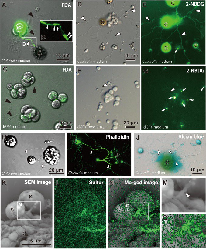 protistologists's tweet image. Nutritional Intake by Ectoplasmic Nets of Schizochytrium aggregatum (Labyrinthulomycetes, Stramenopiles) sciencedirect.com/science/articl… #protists