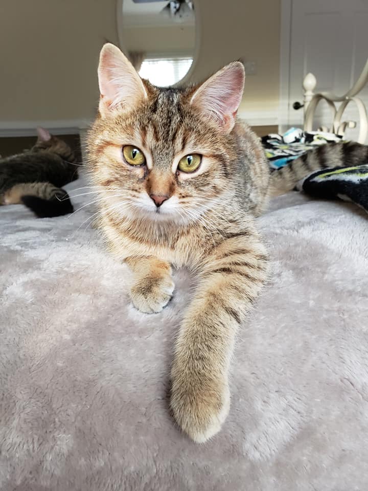 Meet all our adoptable pets, check out our adoption policies and fees, and fill out an application today to make one of our rescued animals a part of your family! 🐾 novapetsalive.org/adopt ❤️ #adoptdontshop #rescues