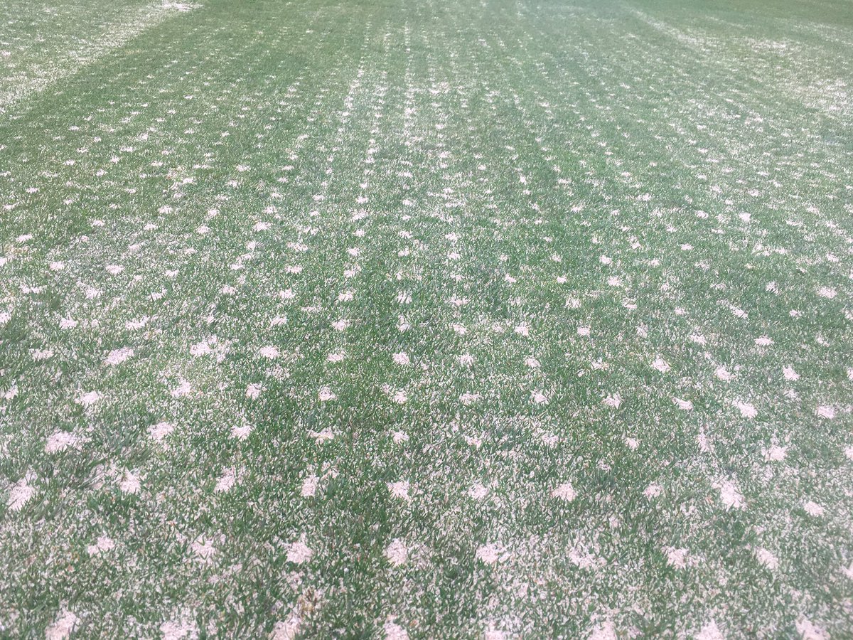 Amazing effort by the Greenkeeping Team this week. Spring maintenance practices carried out to greens, tees and approaches. Will set both courses up well for a busy summer season!