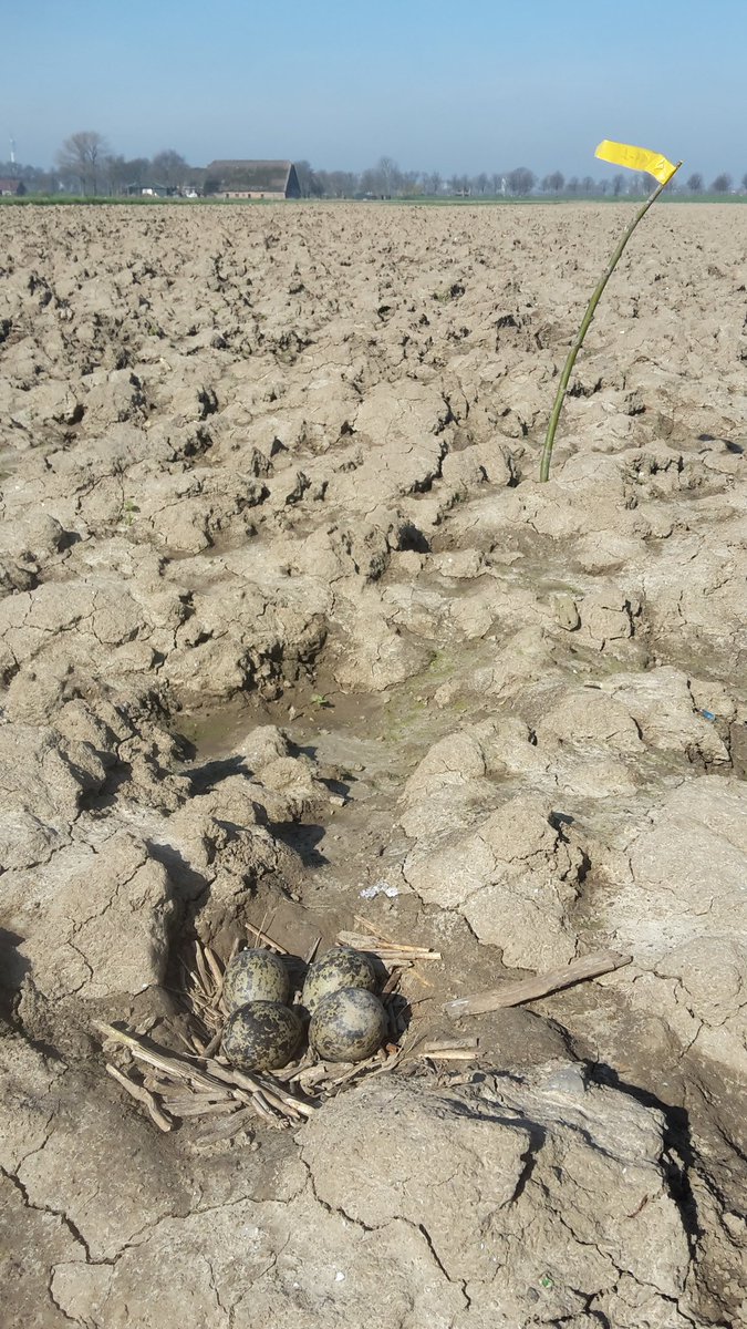 Poldernatuur tweet media