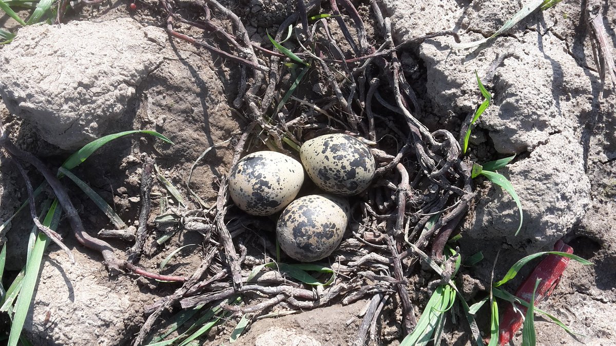 Poldernatuur tweet media