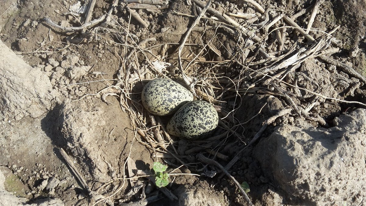 Poldernatuur tweet media