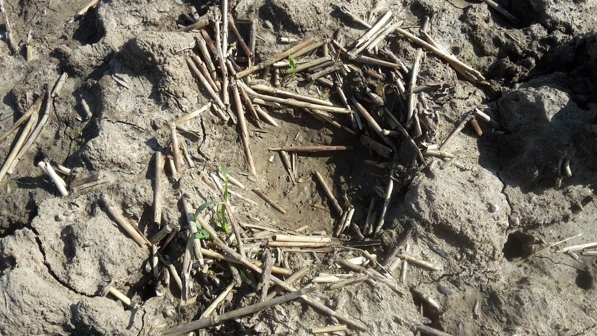 Poldernatuur tweet media