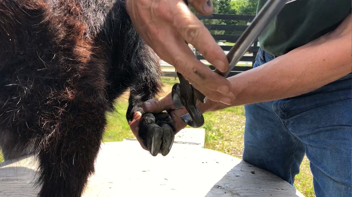 EquineAdvocates's tweet photo. #FarrierFriday: Farrier care is essential! ๐งฒ Farriers look for signs of lameness and disease, place horseshoes, help trip hooves of Equines and goats alike. They make sure they don't grow too long to prevent balance issues or any discomfort when walking or in general. #FBF https://t.co/sh55tR2rT1