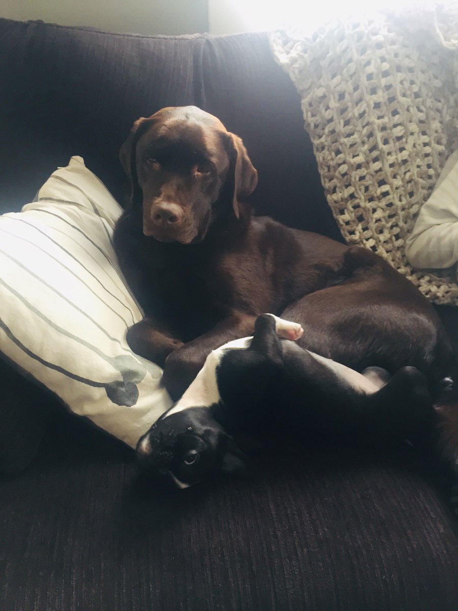 copernicuskitty's tweet photo. @GlobalCalgary These are our girls. Lucy the lab and Oreo the Boston terrier. https://t.co/g3WACnpYZq