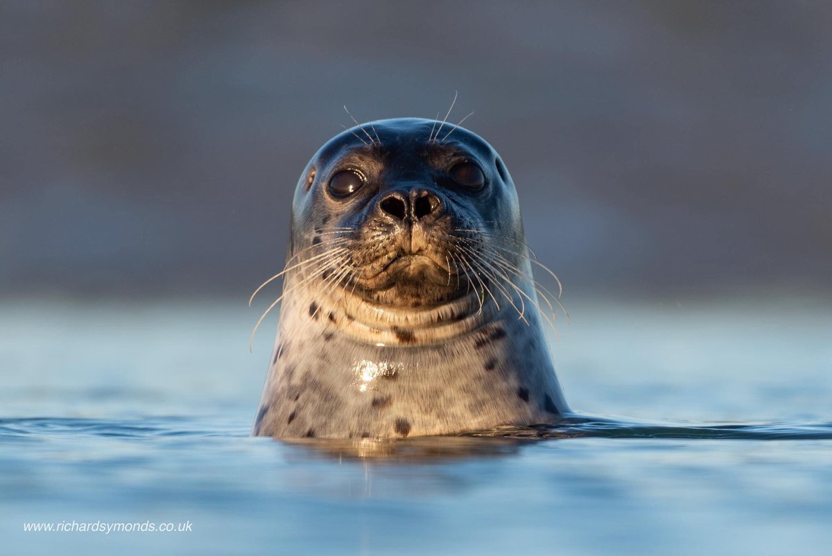 Today is International seal day, curious, playful and stunning animals I just LOVE them :) #InternationalSealDay #seal #uk #nikon