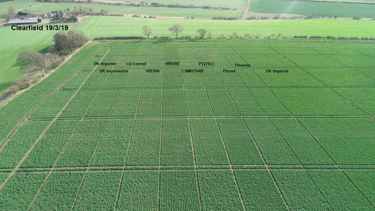 neilthomson22's tweet photo. Clearfield trial in Northumberland is looking well. @BASFcropUK @bowsdenhall @dekalb_osr @PioneerSeeds @ragtseedsuk @dsv @LGSeedsUK @KWS https://t.co/L3KB4GBjGJ