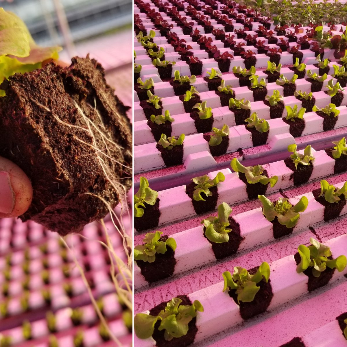 Expansion update 2019: New growth✔ ROOTS!🌱 Gorgeous white roots packed with GROW power💪 #freshlocal #veggies #dreamteam #learnit #spring2019 ,#hydroponics @Dry_Hydroponics @amahort