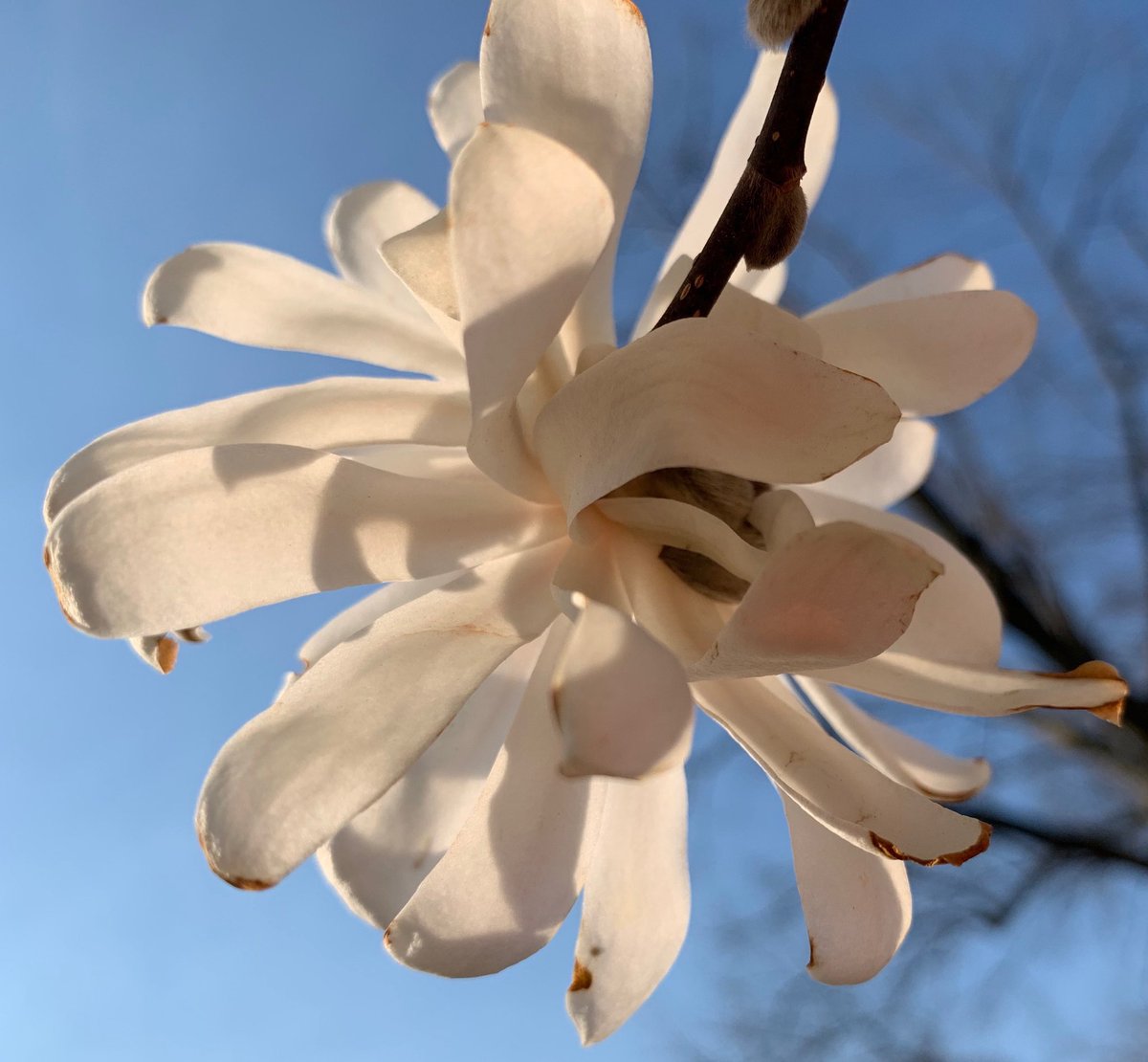 tomlian2's tweet photo. Star Magnolias are the star of the day in Tulsa https://t.co/EAjzwqzABQ