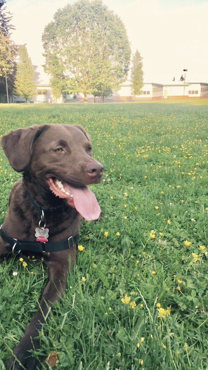 ThatIBDLife's tweet photo. @IBD_HU Yes! My GI even wrote me a letter to allow my dog as a companion animal. She has been helpfully both emotionally and by keeping me active when it is very challenging to do so! https://t.co/loQPAvq4EW