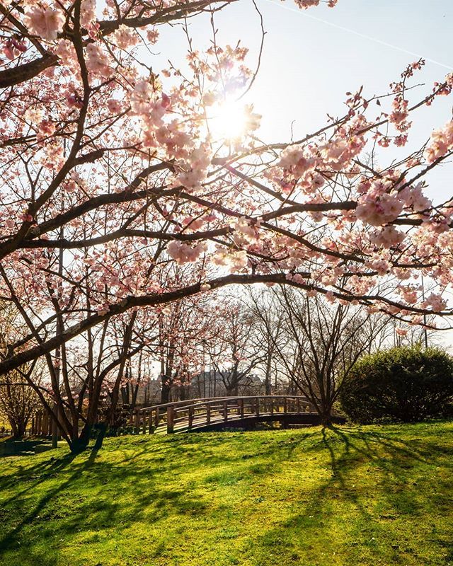 HasseltBruist's tweet image. Het weekend staat voor de deur ☀️ Morgen en overmorgen kan je in Hasselt terecht voor een shoppingweekend in ware lentesfeer. Tijdens het lenteshoppen zal de stad in volle bloei staan dankzij de fleurige bloemenaankleding. De eerste kersenbloesems zijn o… ift.tt/2FtTflS