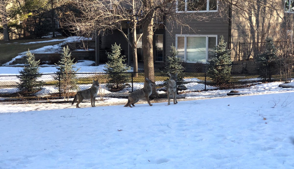EngliRoseSuites's tweet photo. A few unexpected visitors in our backyard at our Indian Hills home this morning. @EdinaMN #coyotes #Edina #Minnesota #wildlife # https://t.co/IkDiDY9Qgk
