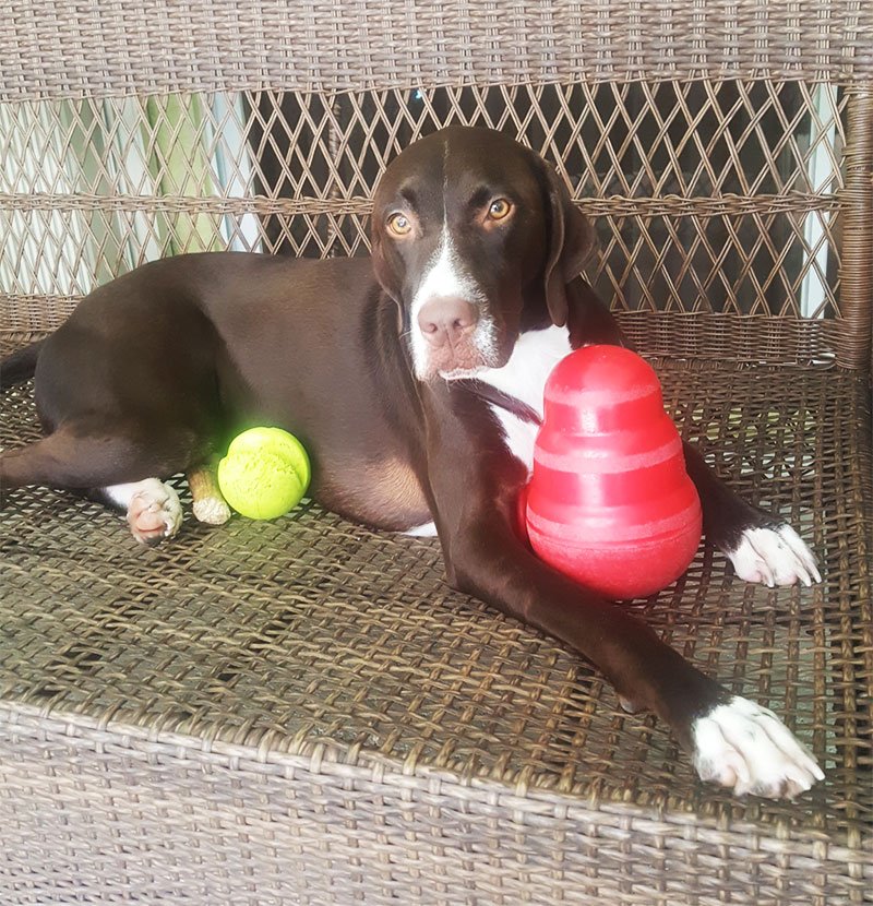 BlueAspis's tweet image. Happy #NationalPuppyDay to all the puppies and their families!