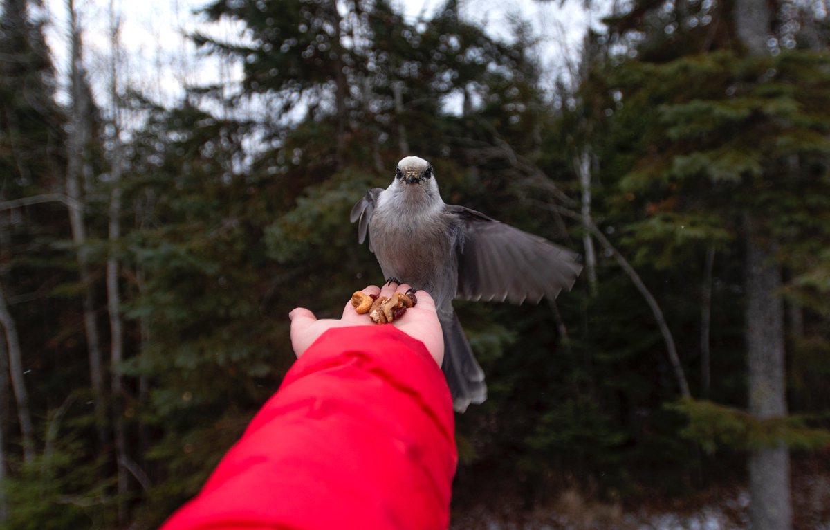 blindcasts's tweet image. This weekend's Wilderness First Aid workshop is full. Cannot wait to meet all 8 of the ladies and learn some wild shit! #bushwomanworkshops #bushwoman #wildernessfirstaid #minakiyurts #kenora #wildwomenteaching #wildwomenlearning