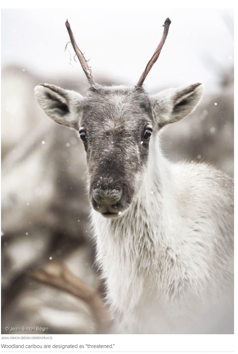 WCS_Canada's tweet photo. "It is . . . time to stop framing measures to protect our life support systems as "barriers to economic development," as the ESA review does." #OntarioESA #SaveOntarioSpecies

https://t.co/Pvj2aiHUt0 https://t.co/RQn2cpNZEJ