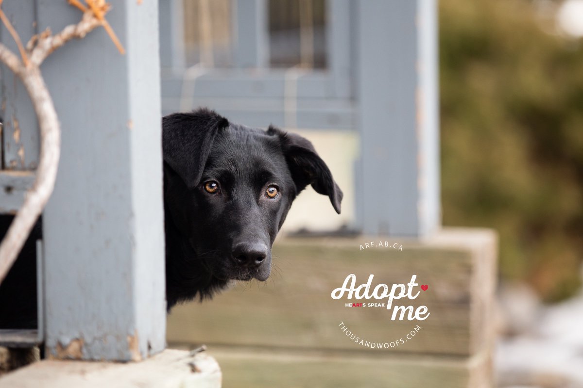 emcordell_'s tweet photo. Spring? Is that you? Rae is looking for someone to love, cuddle, and go for walks with in this sunny #YYC weather. #adoptdontshop #adoptme https://t.co/bwxw3yKOjR https://t.co/HUZYsrYCJt