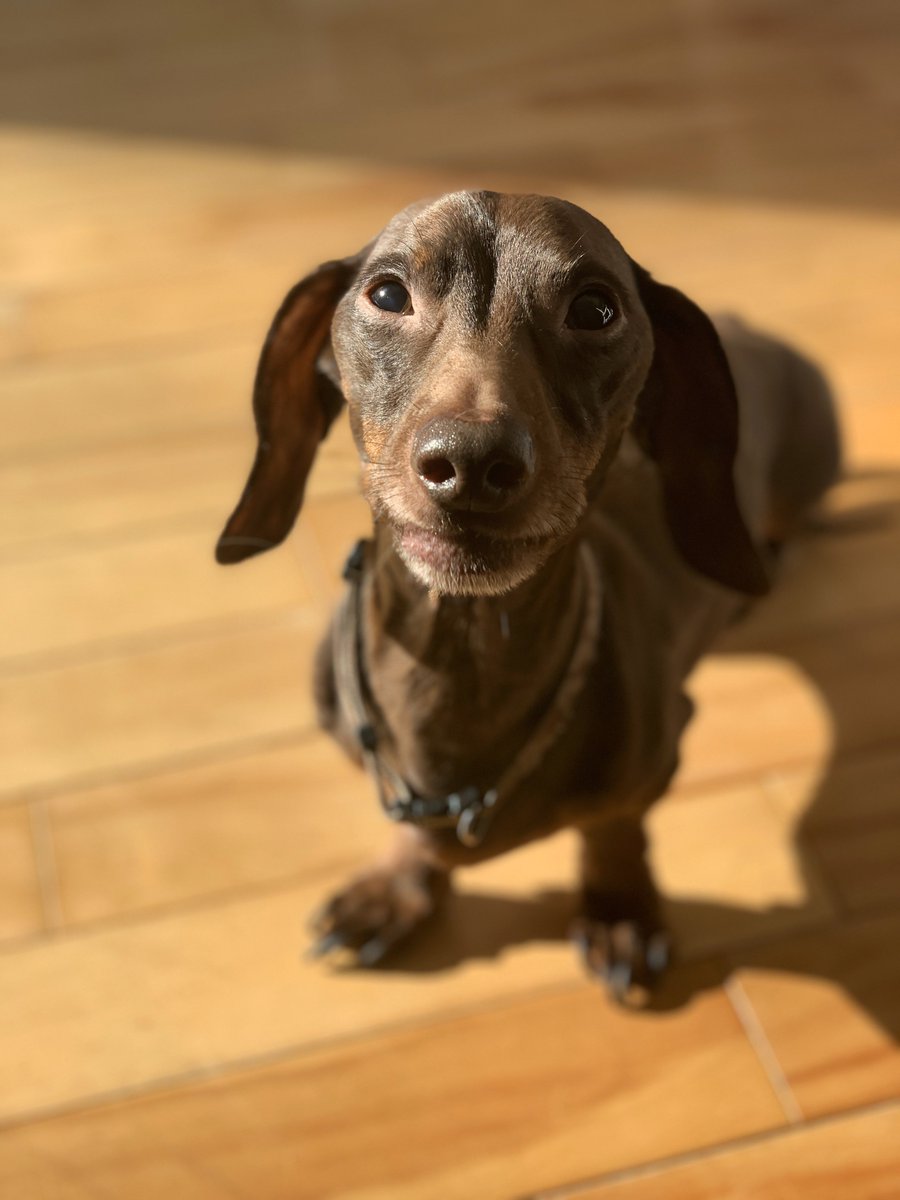 blindcasts's tweet image. My not so puppies wish you a happy #NationalPuppyDay #irishwolfhound #stbernard #newfoundlanddog #bouvier #mutts #dachshund