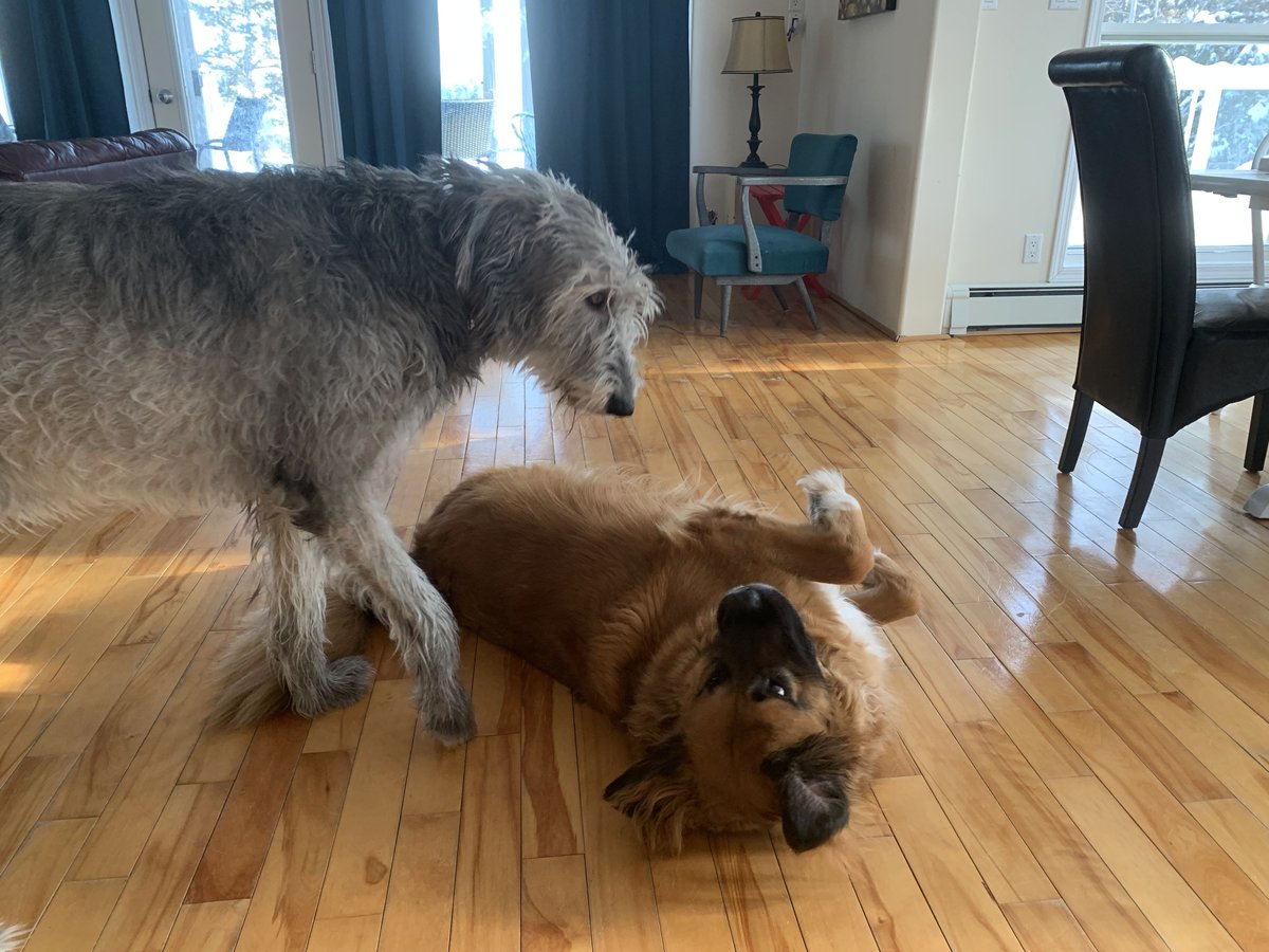 blindcasts's tweet image. My not so puppies wish you a happy #NationalPuppyDay #irishwolfhound #stbernard #newfoundlanddog #bouvier #mutts #dachshund