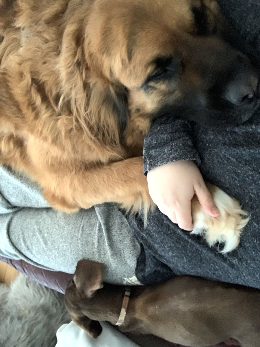 blindcasts's tweet image. My not so puppies wish you a happy #NationalPuppyDay #irishwolfhound #stbernard #newfoundlanddog #bouvier #mutts #dachshund