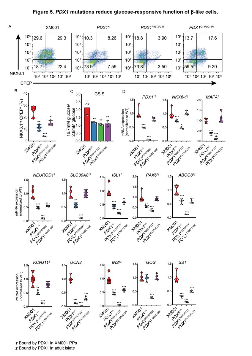 MolMetab's tweet photo. Point mutations in the #PDX1 transactivation domain impair human #βcell development and function
#insulin #betacell #pancreas
https://t.co/xYz7gCrBiL https://t.co/xbJeGhWNGO