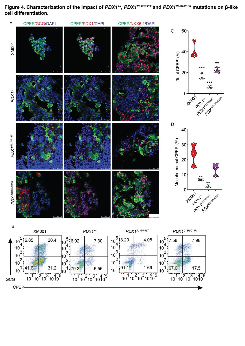 MolMetab's tweet photo. Point mutations in the #PDX1 transactivation domain impair human #βcell development and function
#insulin #betacell #pancreas
https://t.co/xYz7gCrBiL https://t.co/xbJeGhWNGO