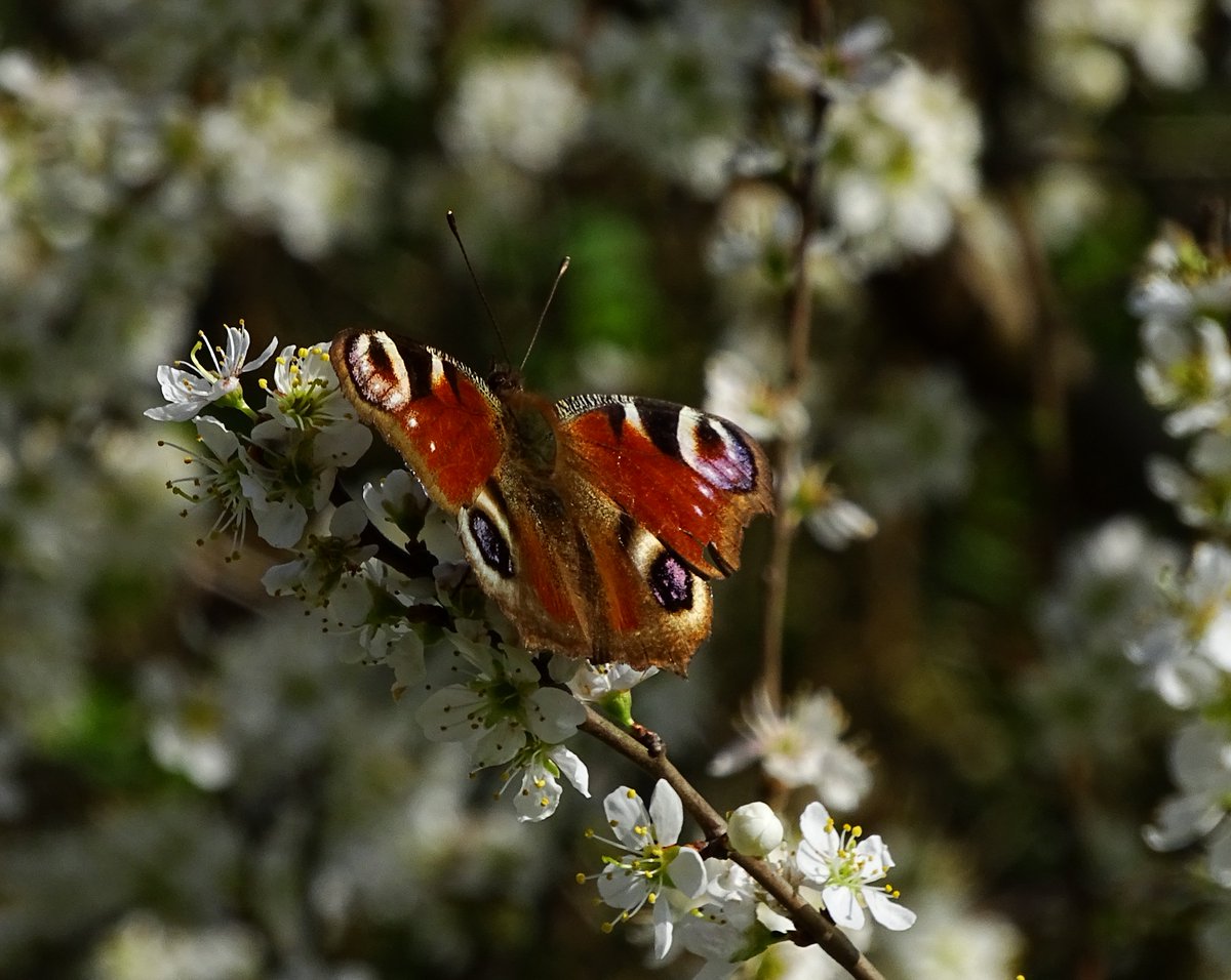 En ook deze #Dagpauwoog wilde wel even op de foto 🦋😍🦋💃💃💃💃
#Vlinder #lente